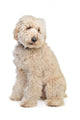 Australian Labradoodle Wall Decal