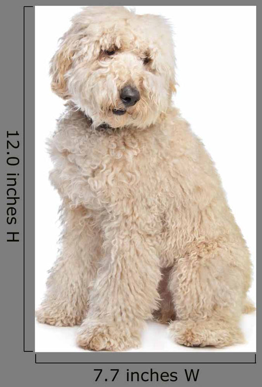 Australian Labradoodle Wall Decal