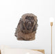 Brown Shih Tzu Dog Wall Decal