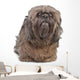 Brown Shih Tzu Dog Wall Decal