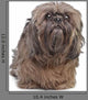 Brown Shih Tzu Dog Wall Decal
