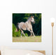 Arabian Gray Horse Gallop Wall Decal