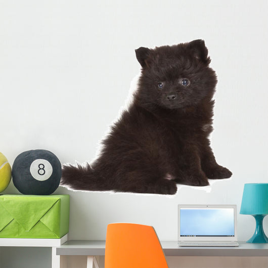 Spitz Puppy Front White Wall Decal