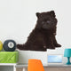Spitz Puppy Front White Wall Decal