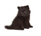 Spitz Puppy Front White Wall Decal