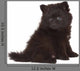 Spitz Puppy Front White Wall Decal