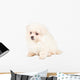 Pomeranian Spitz Puppy Wall Decal