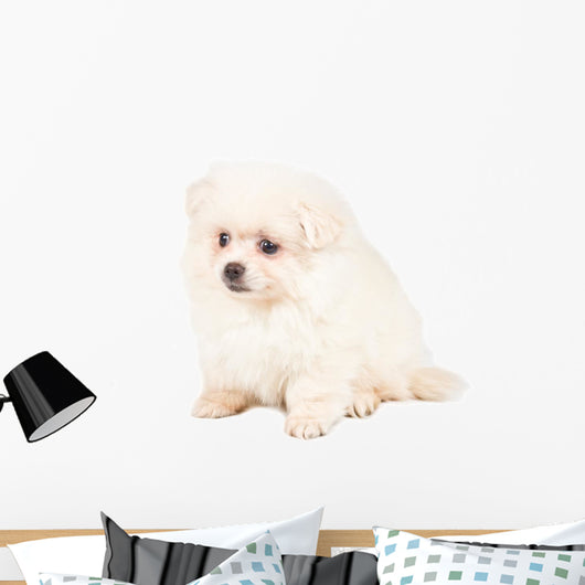 Pomeranian Spitz Puppy Wall Decal