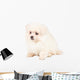 Pomeranian Spitz Puppy Wall Decal
