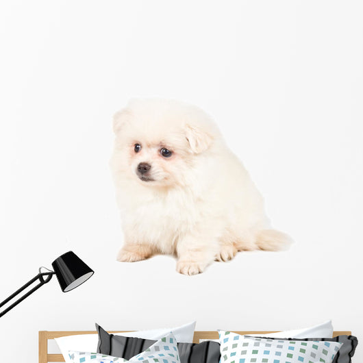 Pomeranian Spitz Puppy Wall Decal