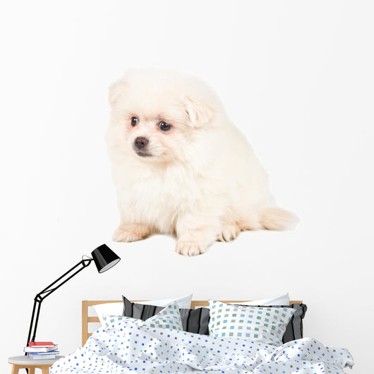 Pomeranian Spitz Puppy Wall Decal