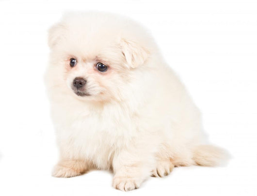 Pomeranian Spitz Puppy Wall Decal