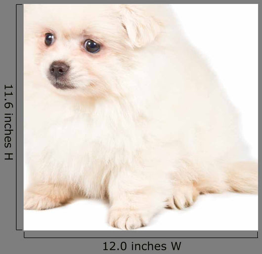 Pomeranian Spitz Puppy Wall Decal