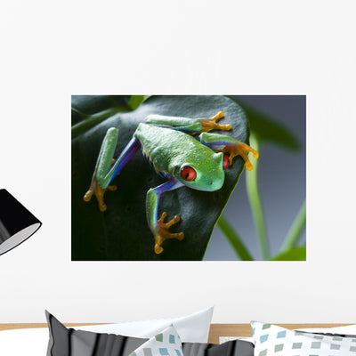 Red Eyed Frog Green Wall Decal shown on a wall