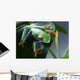 Red Eyed Frog Green Wall Decal