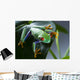 Red Eyed Frog Green Wall Decal