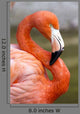 Flamingo S Wall Decal