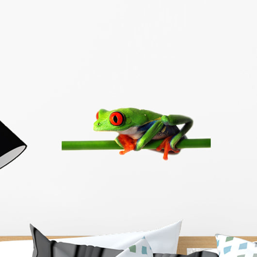 Red Eyed Treefrog Wall Decal