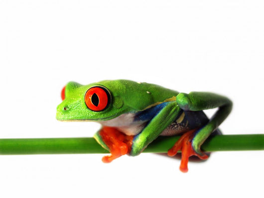 Red Eyed Treefrog Wall Decal