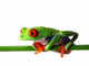 Red Eyed Treefrog Wall Decal