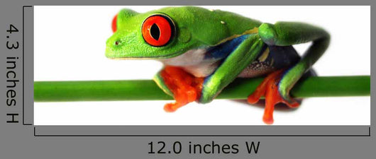 Red Eyed Treefrog Wall Decal