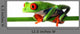 Red Eyed Treefrog Wall Decal