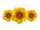 Three Sunflower Wall Decal