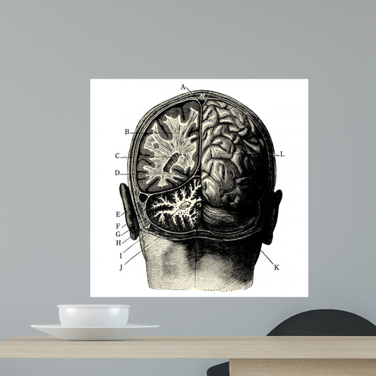 Cerveau Wall Decal