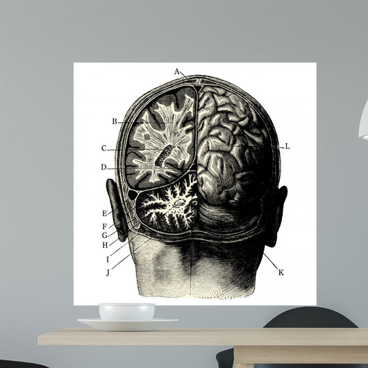 Cerveau Wall Decal