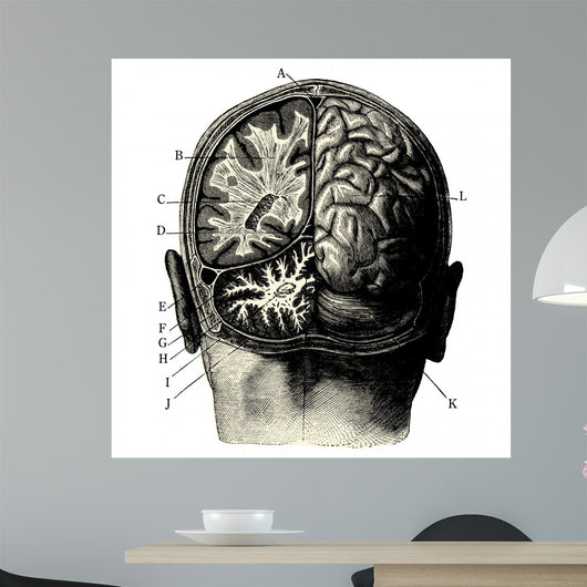 Cerveau Wall Decal