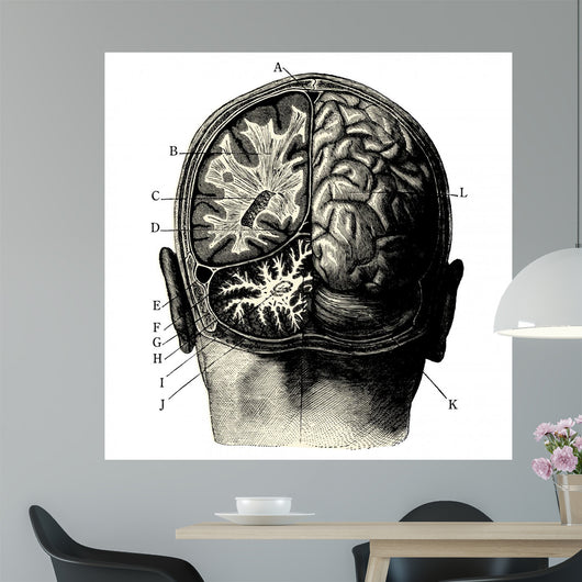 Cerveau Wall Decal