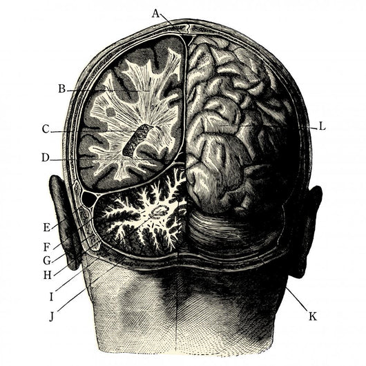 Cerveau Wall Decal