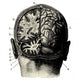 Cerveau Wall Decal