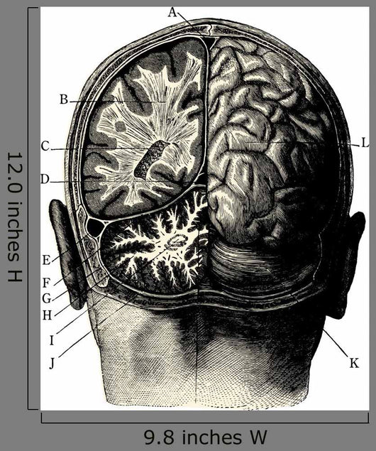 Cerveau Wall Decal