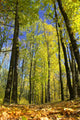 Trees Wall Decal