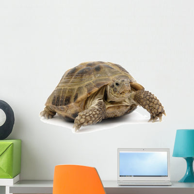 Reptile Turtle Animal Slow Wall Decal shown on a wall