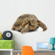 Reptile Turtle Animal Slow Wall Decal