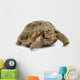 Reptile Turtle Animal Slow Wall Decal