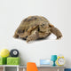 Reptile Turtle Animal Slow Wall Decal
