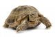 Reptile Turtle Animal Slow Wall Decal