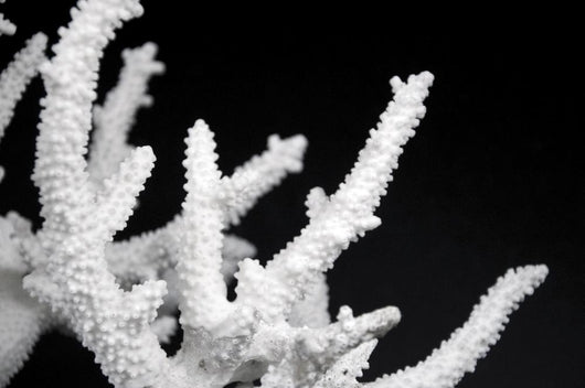 Dried Coral Wall Decal