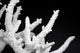 Dried Coral Wall Decal