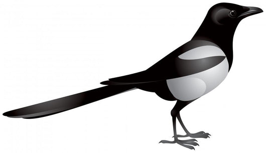 Magpie Bird Realistic Vector Wall Decal