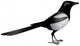 Magpie Bird Realistic Vector Wall Decal