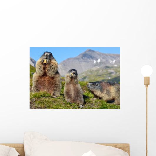 Alpine Marmot Marmota Marmota Wall Decal