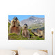 Alpine Marmot Marmota Marmota Wall Decal