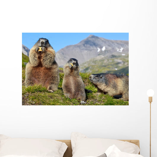 Alpine Marmot Marmota Marmota Wall Decal