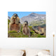 Alpine Marmot Marmota Marmota Wall Decal