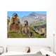 Alpine Marmot Marmota Marmota Wall Decal