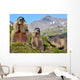 Alpine Marmot Marmota Marmota Wall Decal